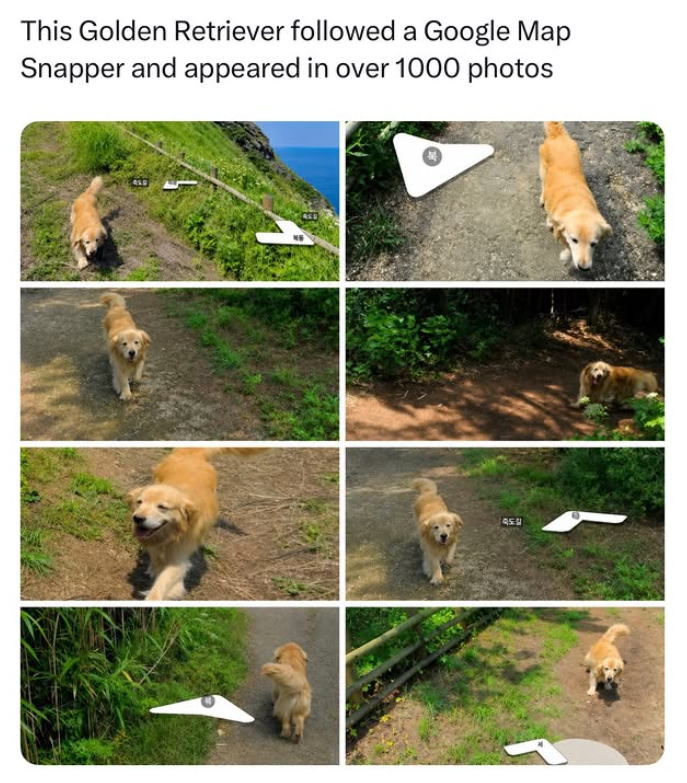 This Golden Retriever followed a Google Map Snapper and appeared in over 1000 photos 죽도길