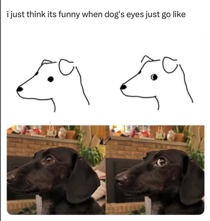 i just think its funny when dog's eyes just go like E