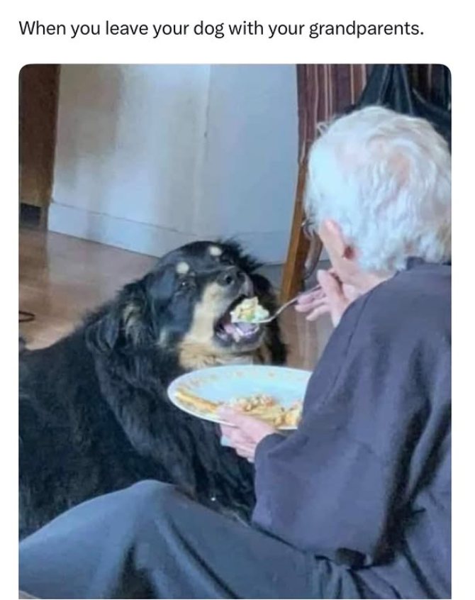 When you leave your dog with your grandparents.