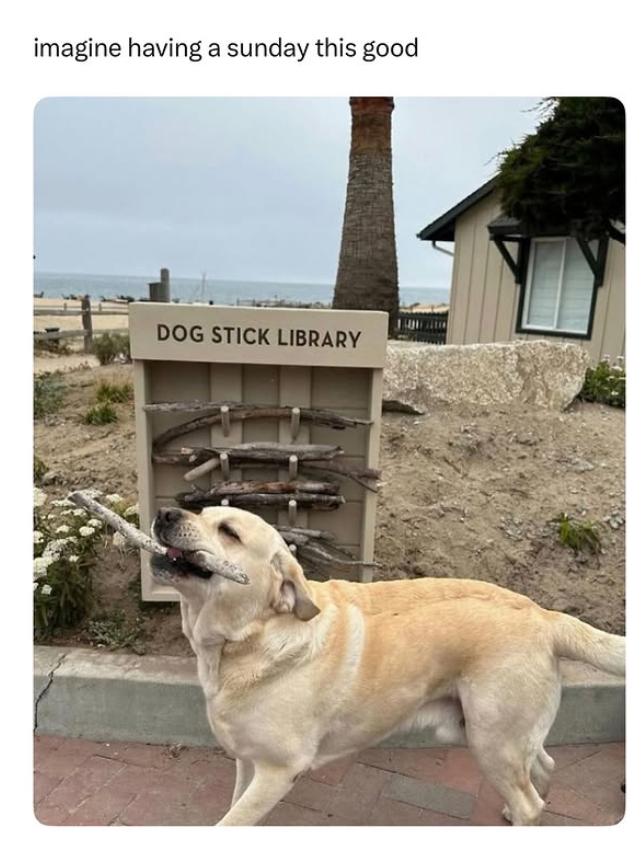 imagine having a sunday this good DOG STICK LIBRARY