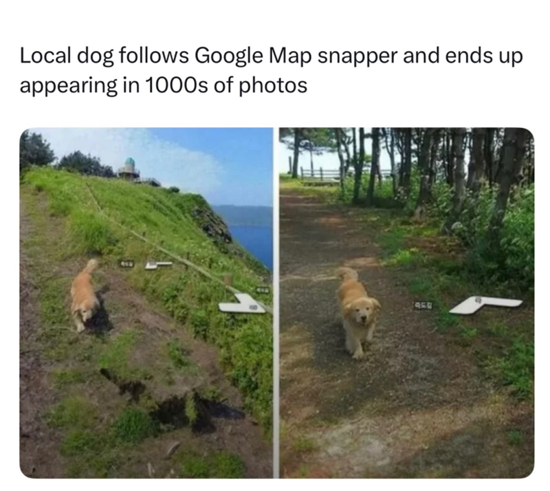 Local dog follows Google Map snapper and ends up appearing in 1000s of photos QEN
