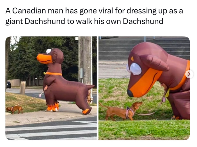 A Canadian man has gone viral for dressing up as a giant Dachshund to walk his own Dachshund