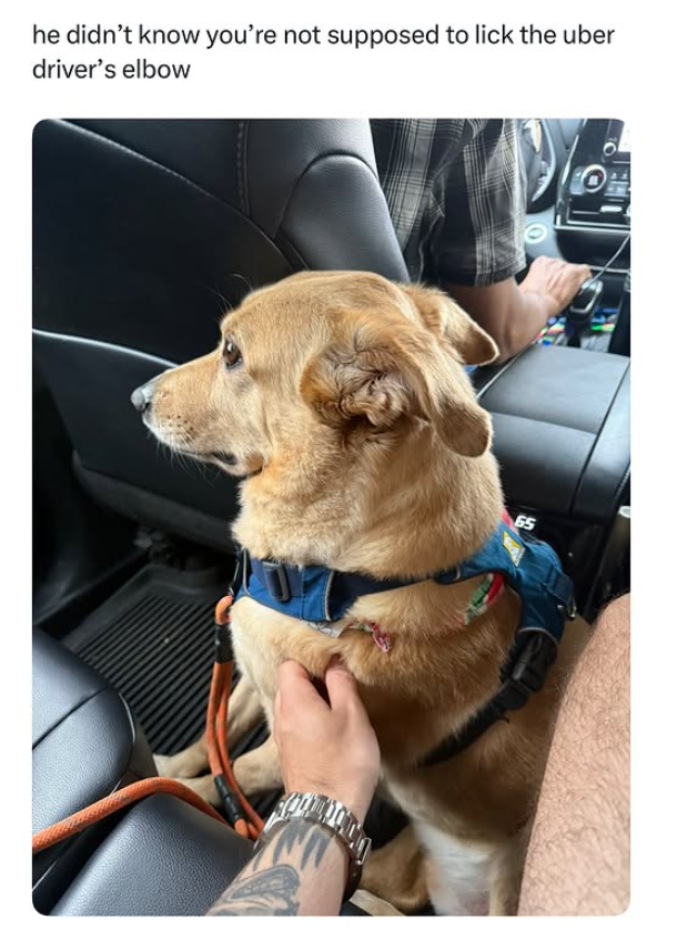 he didn't know you're not supposed to lick the uber driver's elbow 65