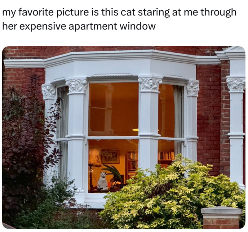 my favorite picture is this cat staring at me through her expensive apartment window