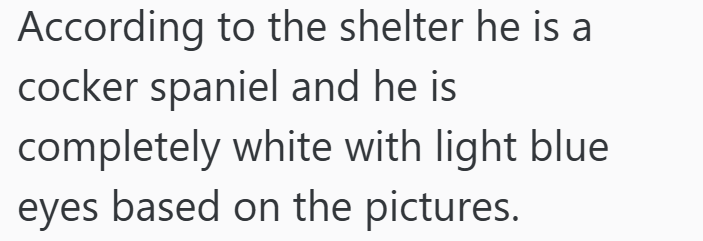According to the shelter he is a cocker spaniel and he is completely white with light blue eyes based on the pictures.
