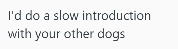 I'd do a slow introduction with your other dogs