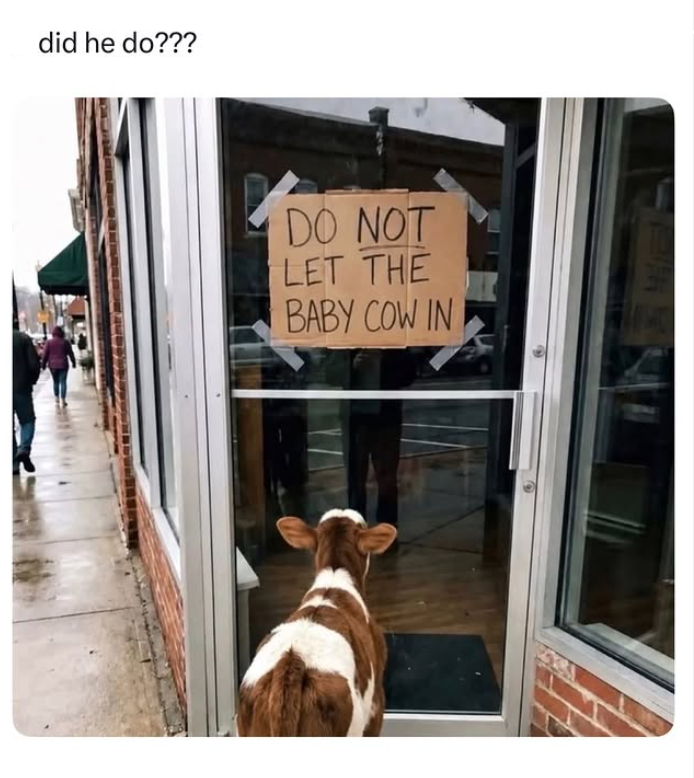 did he do??? DO NOT LET THE BABY COW IN