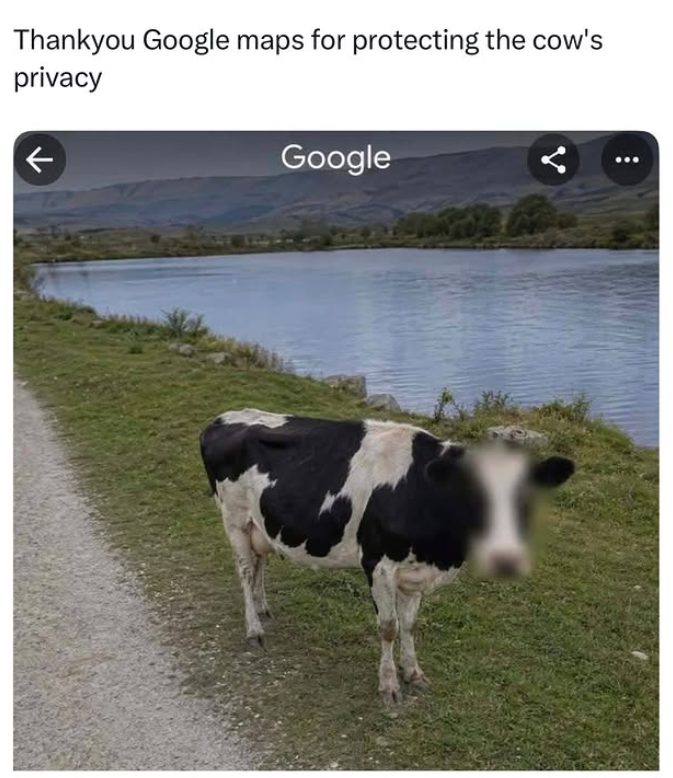 Thankyou Google maps for protecting the cow's privacy Google
