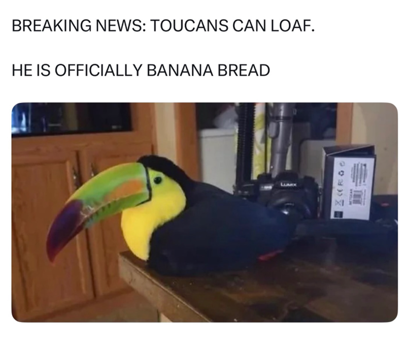 BREAKING NEWS: TOUCANS CAN LOAF. HE IS OFFICIALLY BANANA BREAD CERGO