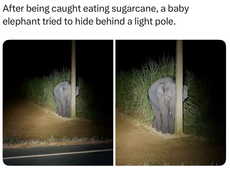 After being caught eating sugarcane, a baby elephant tried to hide behind a light pole.