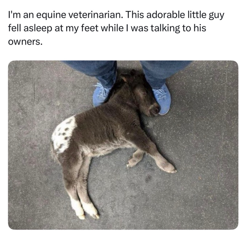 I'm an equine veterinarian. This adorable little guy fell asleep at my feet while I was talking to his owners.