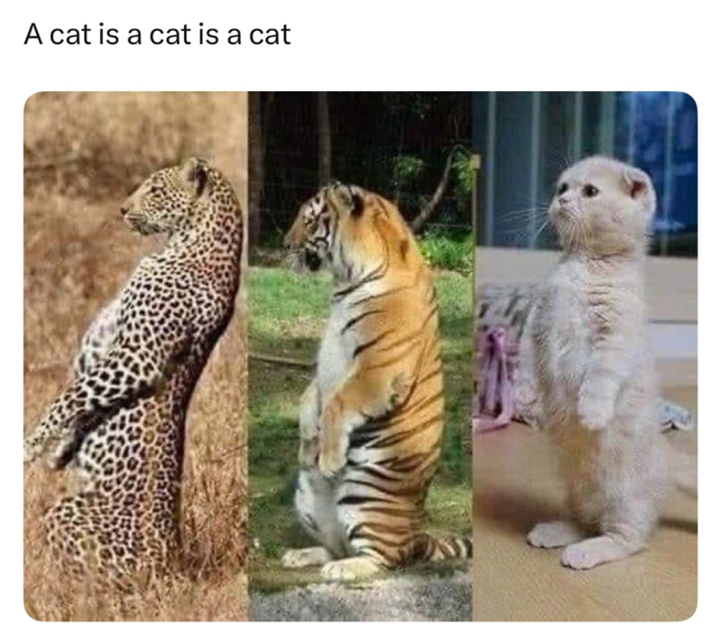 A cat is a cat is a cat