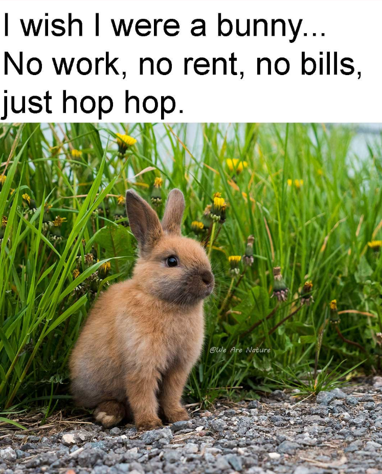 I wish I were a bunny... No work, no rent, no bills, just hop hop. @We Are Nature