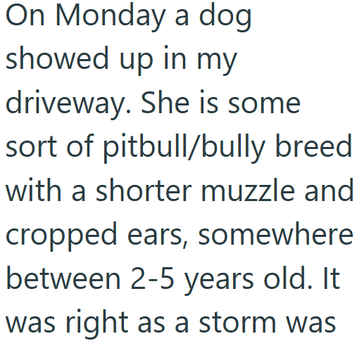 On Monday a dog showed up in my driveway. She is some sort of pitbull/bully breed with a shorter muzzle and cropped ears, somewhere between 2-5 years old. It was right as a storm was