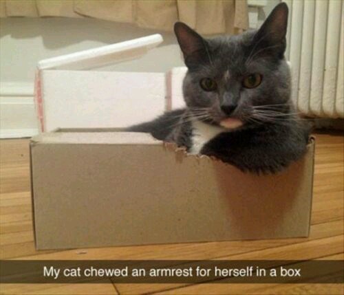 My cat chewed an armrest for herself in a box