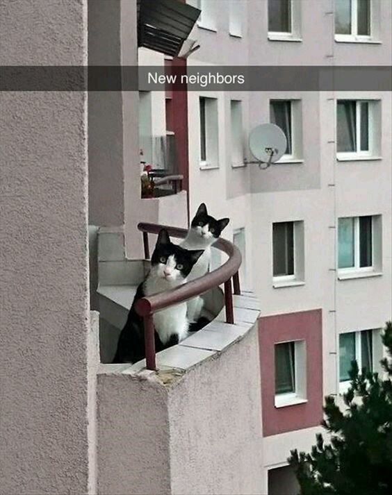 New neighbors