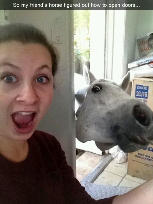 So my friend's horse figured out how to open doors... abo kid STUCK NO 20J16 C MOT OR C INSULATED
