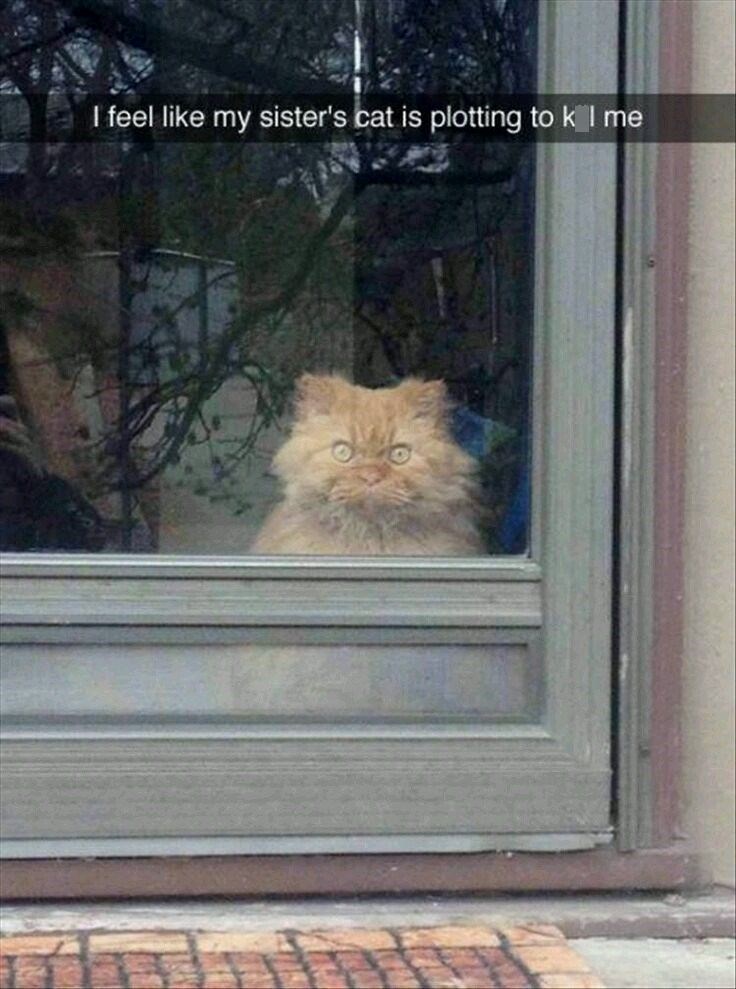 I feel like my sister's cat is plotting to k I me