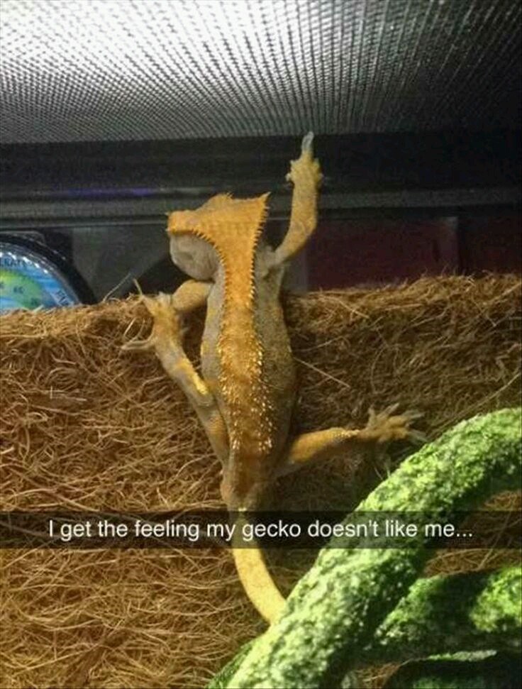 I get the feeling my gecko doesn't like me...