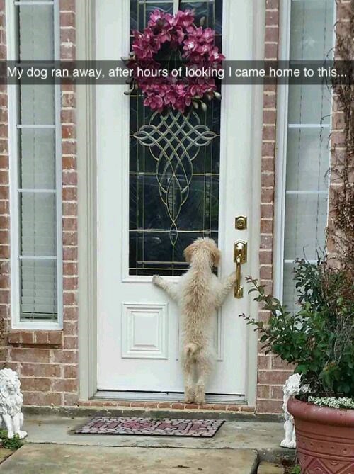 My dog ran away, after hours of looking I came home to this...