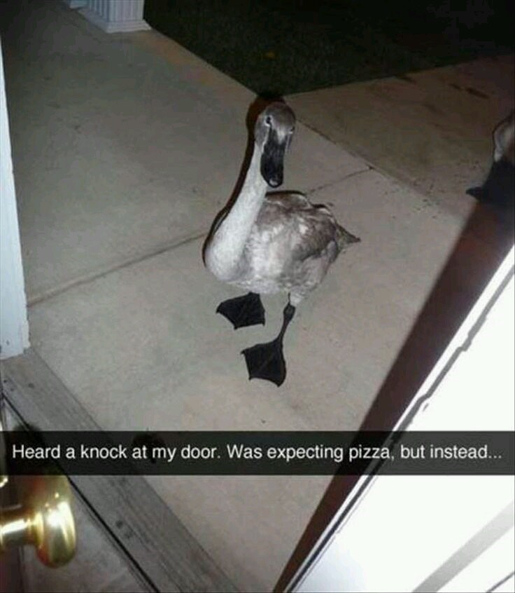 Heard a knock at my door. Was expecting pizza, but instead...