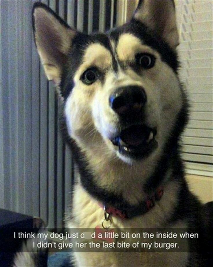 I think my dog just d d a little bit on the inside when I didn't give her the last bite of my burger.