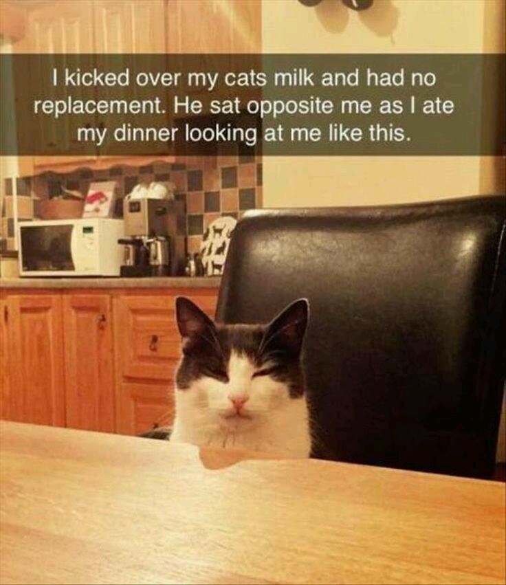 kicked over my cats milk and had no replacement. He sat opposite me as I ate my dinner looking at me like this.