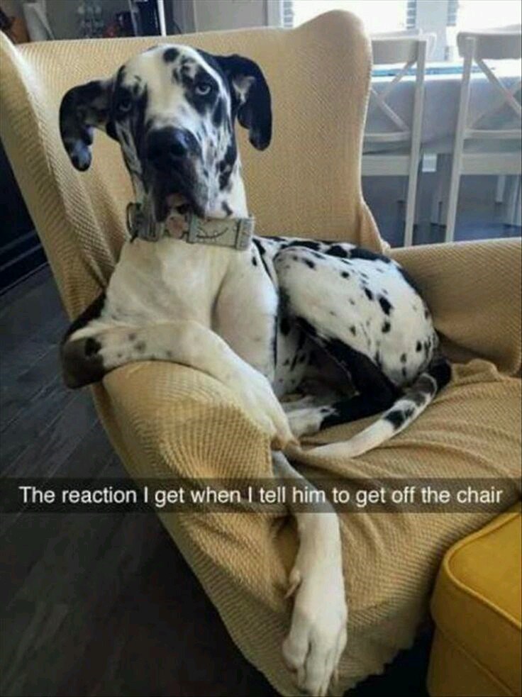 The reaction I get when I tell him to get off the chair