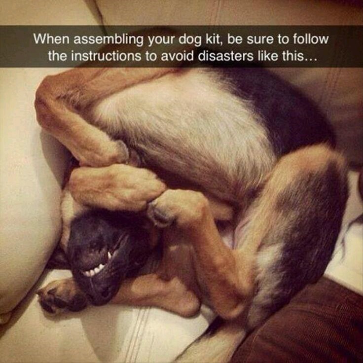 When assembling your dog kit, be sure to follow the instructions to avoid disasters like this...