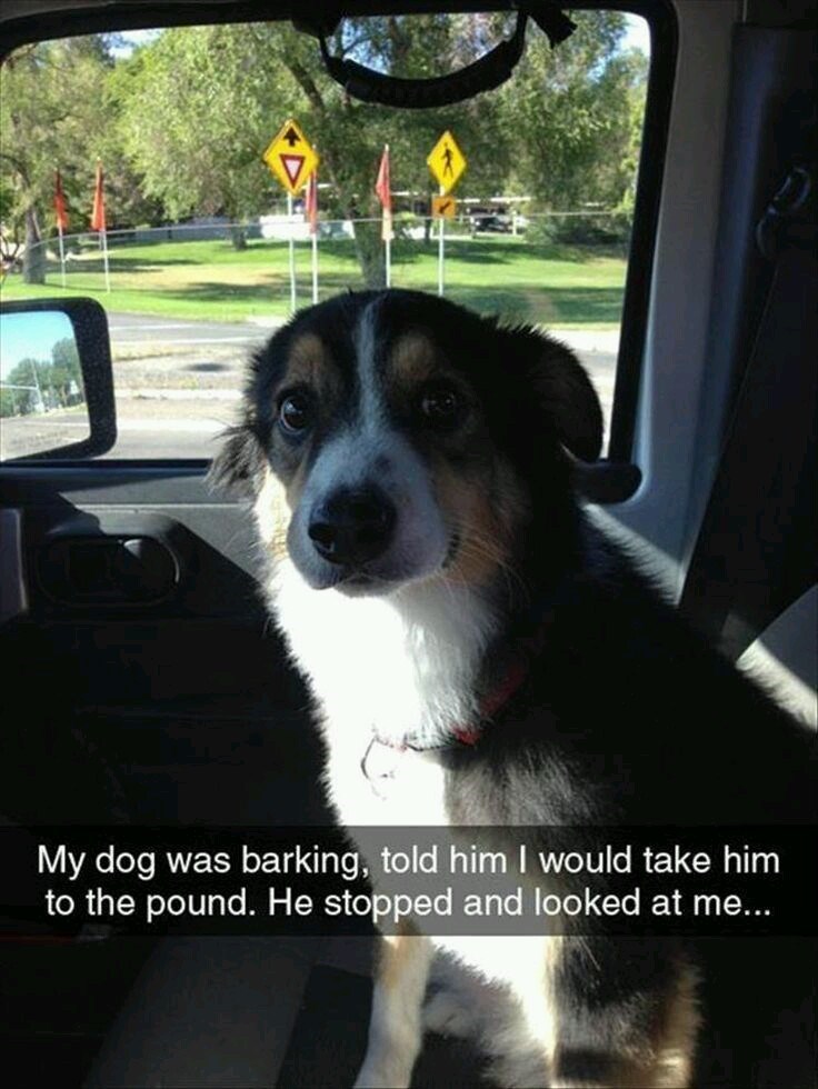 My dog was barking, told him I would take him to the pound. He stopped and looked at me...