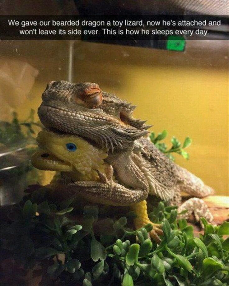 We gave our bearded dragon a toy lizard, now he's attached and won't leave its side ever. This is how he sleeps every day.