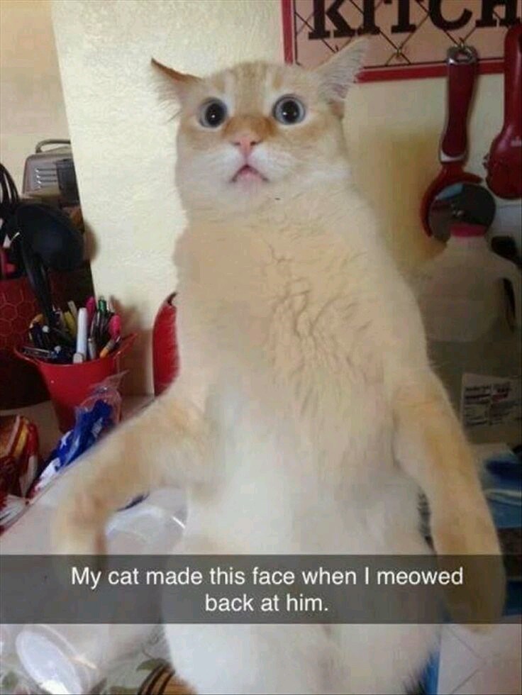 My cat made this face when I meowed back at him.