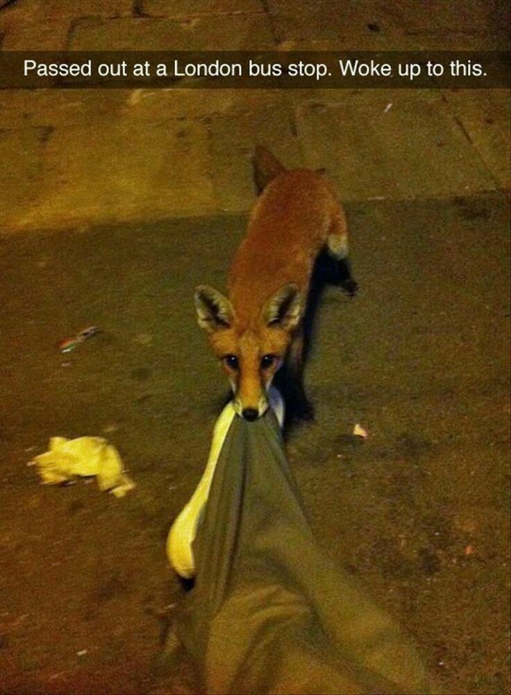 Passed out at a London bus stop. Woke up to this.