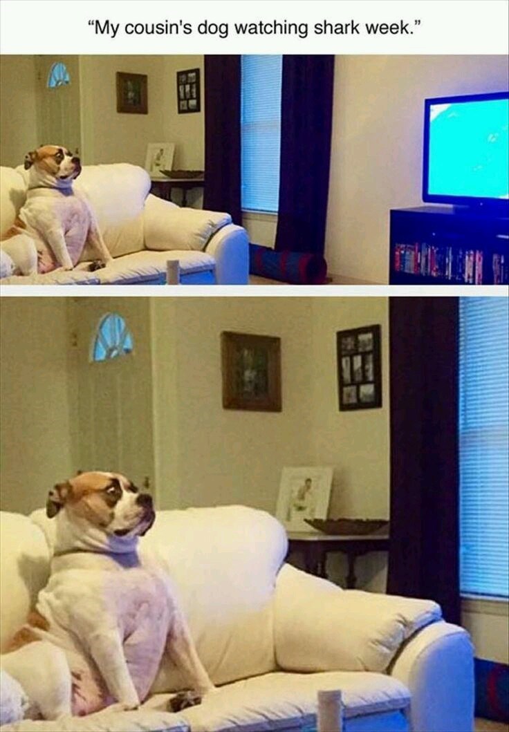 "My cousin's dog watching shark week."