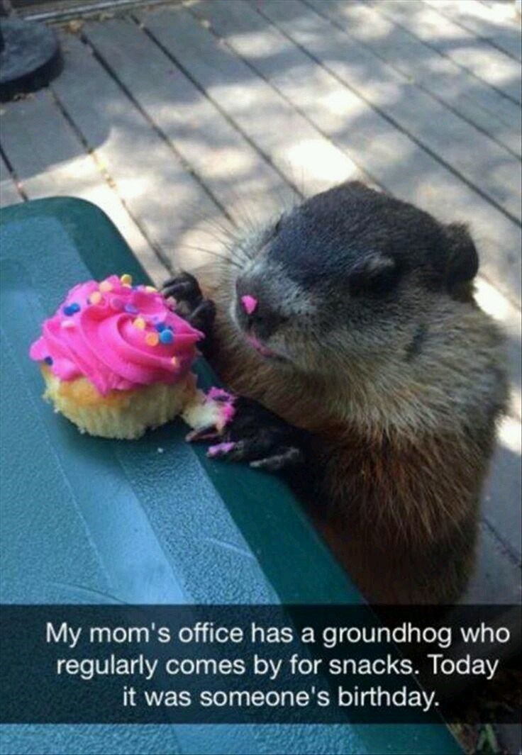 My mom's office has a groundhog who regularly comes by for snacks. Today it was someone's birthday.