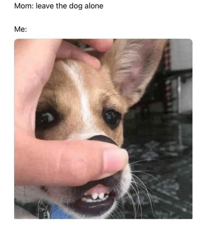 Mom: leave the dog alone Me:
