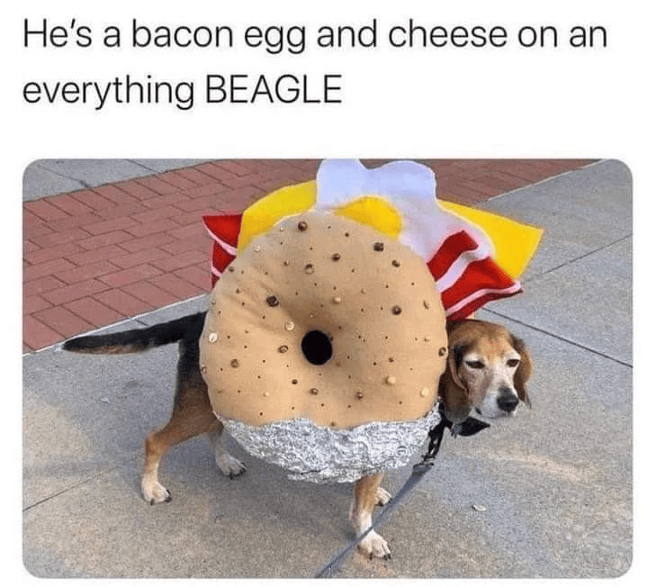 He's a bacon egg and cheese on an everything BEAGLE