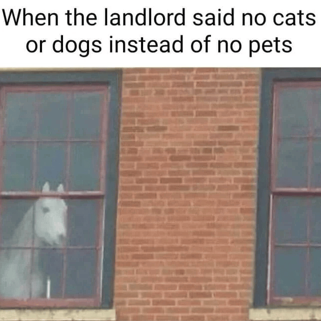 When the landlord said no cats or dogs instead of no pets