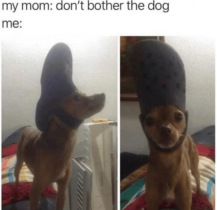 my mom: don't bother the dog me: