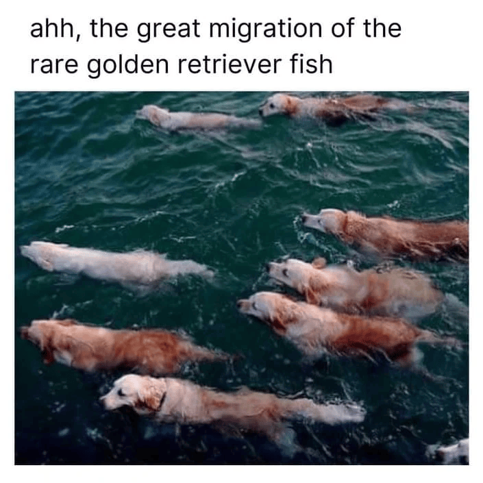 ahh, the great migration of the rare golden retriever fish