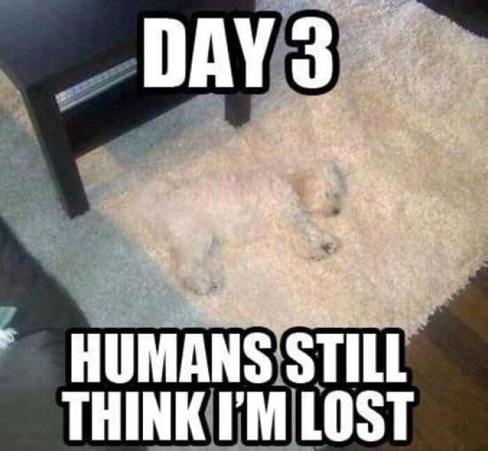 DAY 3 HUMANS STILL THINK I'M LOST