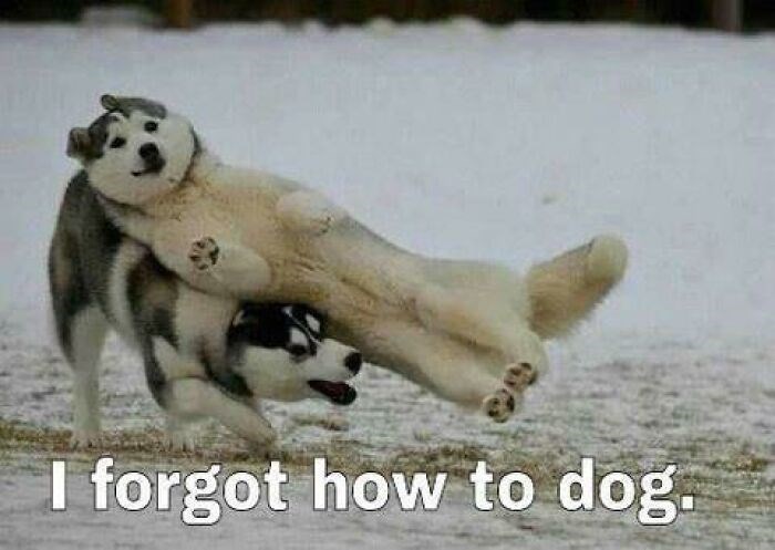 I forgot how to dog.