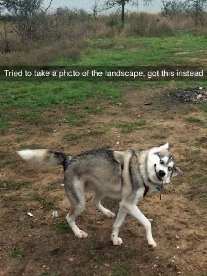 Tried to take a photo of the landscape, got this instead