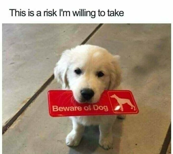 This is a risk I'm willing to take Beware of Dog