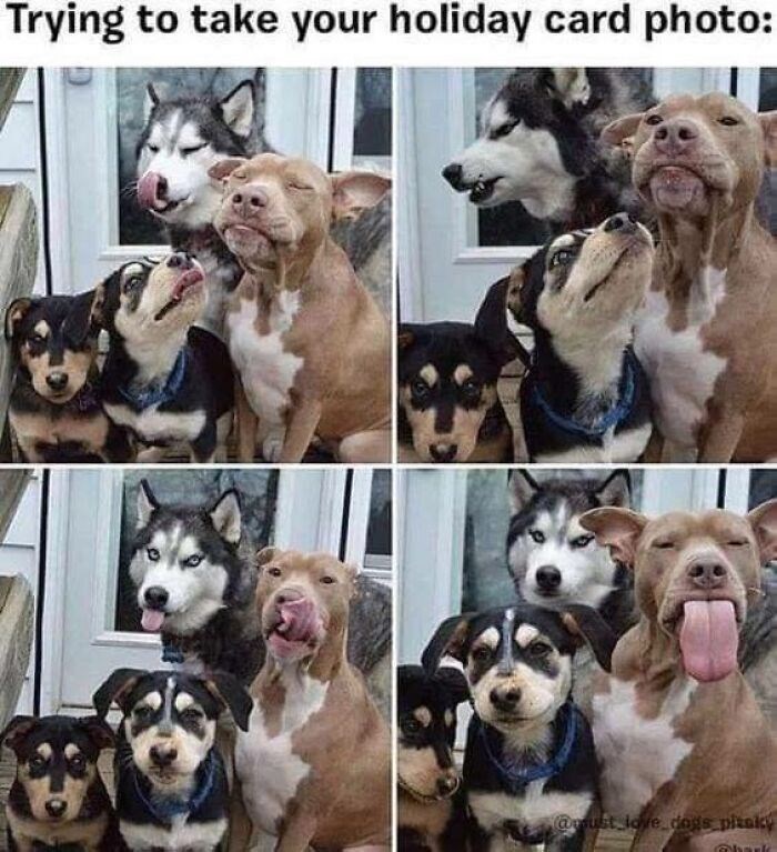 Trying to take your holiday card photo: @ust love dogs pitaky