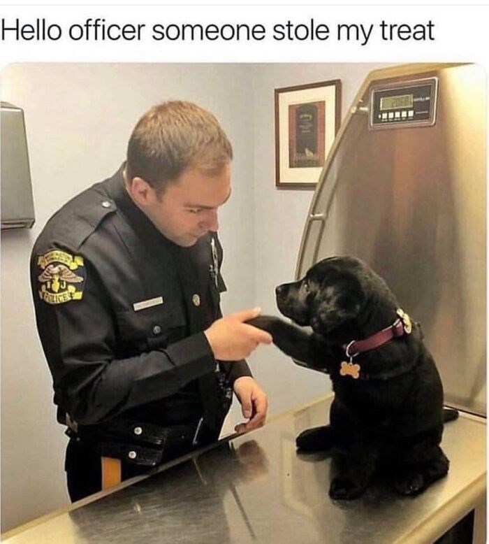 Hello officer someone stole my treat