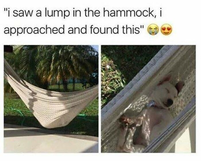 "i saw a lump in the hammock, i approached and found this"