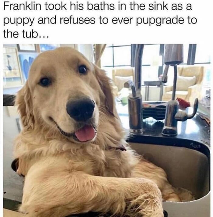 Franklin took his baths in the sink as a and refuses to ever pupgrade to the tub... puppy