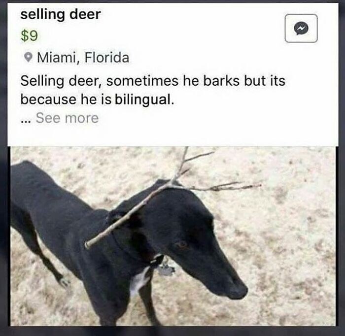selling deer $9 Miami, Florida Selling deer, sometimes he barks but its because he is bilingual. . See more