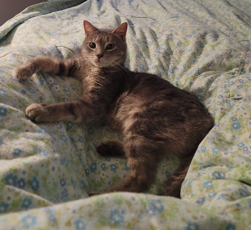 Cheezburger Image 10653530368